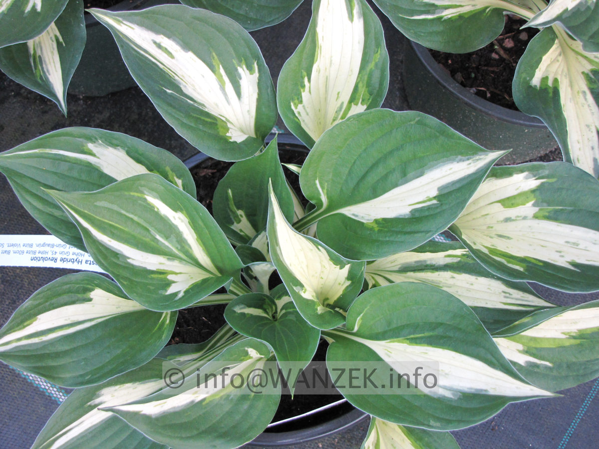 Hosta Hybride Revolution 03.JPG